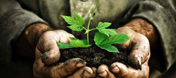 Grow  Plant  Discipleship